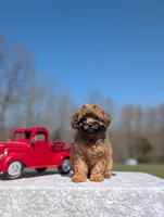 Gizmo, a male Cavapoo for sale in Dickson, TN – Photo 2 of 8