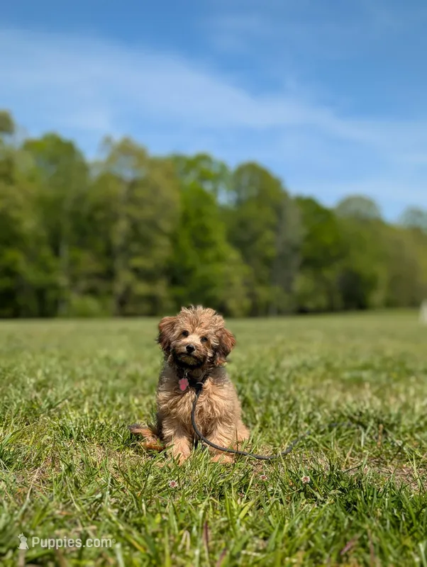 Gizmo – Cavapoo puppy for sale in Dickson, TN