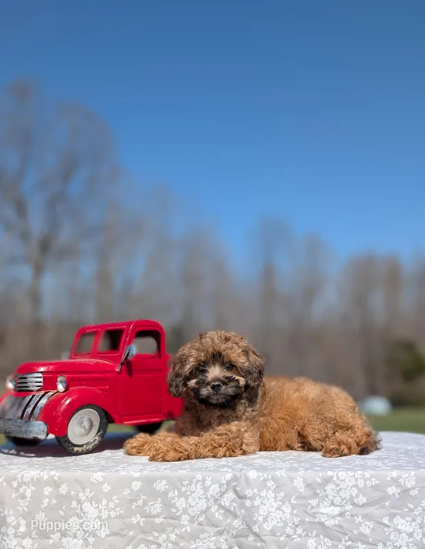 Gizmo – Cavapoo puppy for sale in Dickson, TN