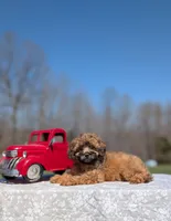 Gizmo, a male Cavapoo for sale in Dickson, TN – Photo 1 of 8
