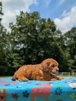 Copper, a male Cavapoo for sale in Dickson, TN – 6 of 6