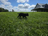 Trooper, a male Bernese Mountain Dog for sale in Dickson, TN – 4 of 6