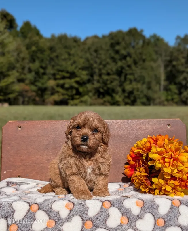 Benny – Cavapoo puppy for sale in Dickson, TN