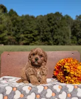 Benny, a male Cavapoo for sale in Dickson, TN – 1 of 6