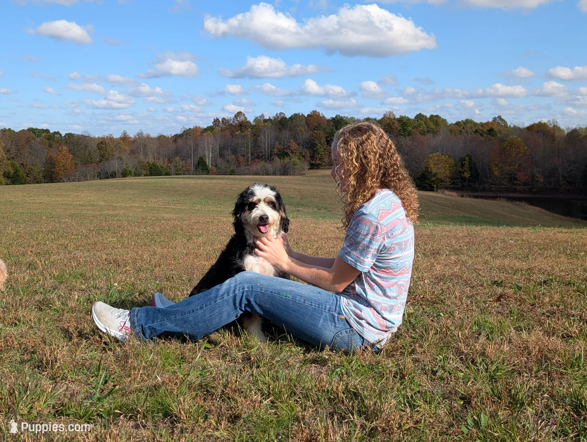 Chip, a male Bernese Mountain Dog and Miniature Bernedoodle for sale in Dickson, TN – Photo 3 of 4