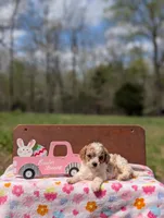 Bree, a female Cavapoo and Cavalier King Charles Spaniel for sale in Dickson, TN – Photo 2 of 6