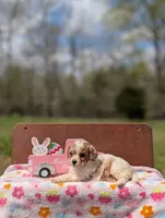 Bree, a female Cavapoo and Cavalier King Charles Spaniel for sale in Dickson, TN – Photo 5 of 6