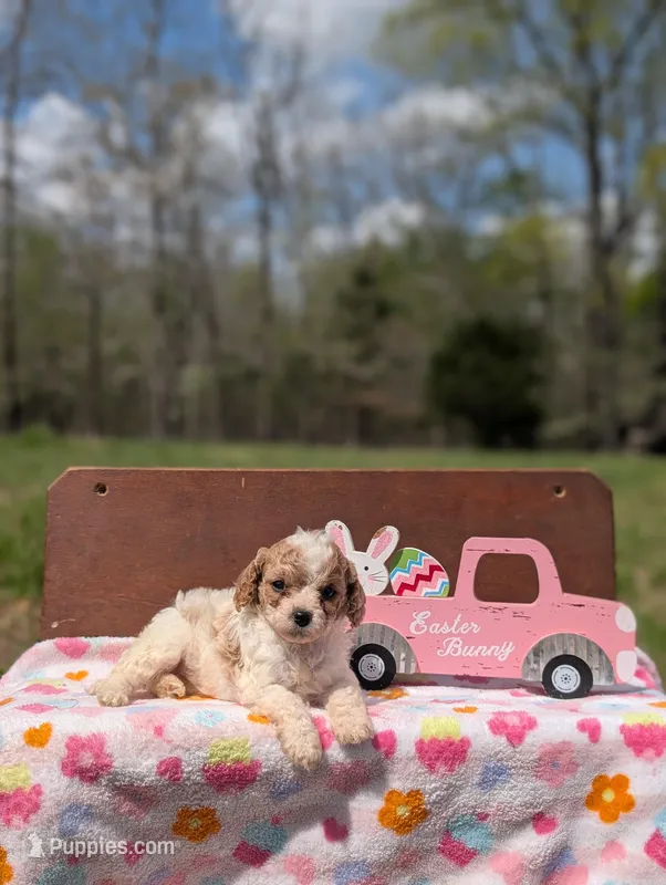 Bree – Cavapoo, Cavalier King Charles Spaniel puppy for sale in Dickson, TN
