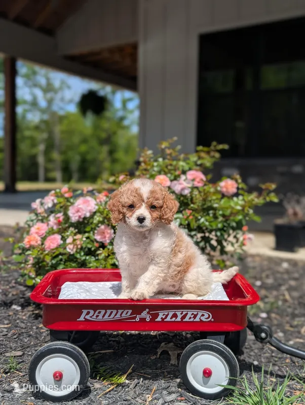 Bree – Cavapoo, Cavalier King Charles Spaniel puppy for sale in Dickson, TN