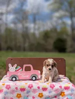 Bree, a female Cavapoo and Cavalier King Charles Spaniel for sale in Dickson, TN – Photo 3 of 6