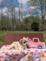 Bree, a female Cavapoo and Cavalier King Charles Spaniel for sale in Dickson, TN – Photo 4 of 6