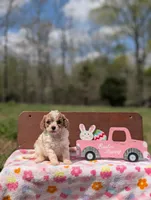 Bree, a female Cavapoo and Cavalier King Charles Spaniel for sale in Dickson, TN – Photo 6 of 6