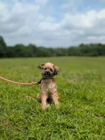 Rigby, a male Cavapoo for sale in Dickson, TN – 3 of 9