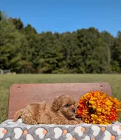 Benny, a male Cavapoo for sale in Dickson, TN – 6 of 6
