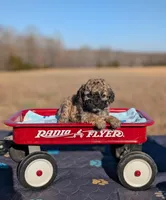 Rigby, a male Cavapoo for sale in Dickson, TN – Photo 3 of 5