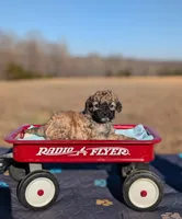 Rigby, a male Cavapoo for sale in Dickson, TN – Photo 2 of 5