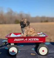 Rigby, a male Cavapoo for sale in Dickson, TN – Photo 4 of 5