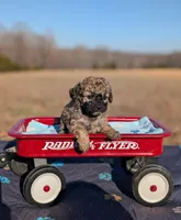 Rigby, a male Cavapoo for sale in Dickson, TN – Photo 5 of 5
