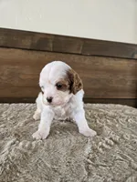 processed/0c613d7e-419b-4996-b25f-5cfbbaf441dd/listing/d8f92440-3fda-48af-9cfe-bc7f0aabf239/2ae06a39-4be6-4d7f-b26d-efeda82d0433