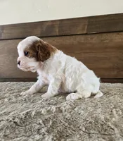 processed/0c613d7e-419b-4996-b25f-5cfbbaf441dd/listing/d8f92440-3fda-48af-9cfe-bc7f0aabf239/7316db22-ef17-49fa-ae8d-99fc6779c9b6