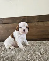 processed/0c613d7e-419b-4996-b25f-5cfbbaf441dd/listing/d8f92440-3fda-48af-9cfe-bc7f0aabf239/7db6b2e3-529f-4865-81fa-9abdcd660abf