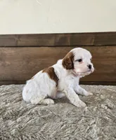 processed/0c613d7e-419b-4996-b25f-5cfbbaf441dd/listing/d8f92440-3fda-48af-9cfe-bc7f0aabf239/c27a4eb9-0bdf-4865-929c-a0400716b58e