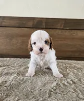 processed/0c613d7e-419b-4996-b25f-5cfbbaf441dd/listing/d8f92440-3fda-48af-9cfe-bc7f0aabf239/caa65a2a-24f9-4804-990d-0b733a5ab23c