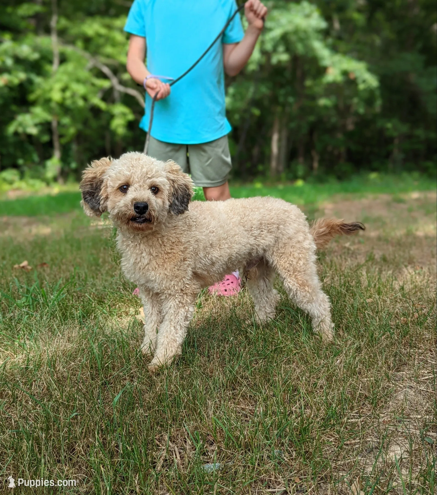 Cece, a female Bernese Mountain Dog and Miniature Bernedoodle for sale in Dickson, TN – Photo 3 of 4