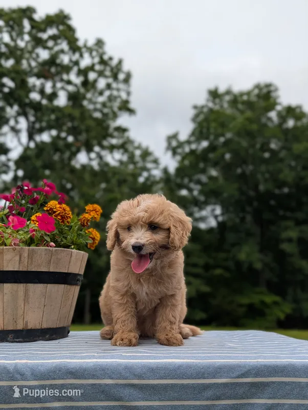 Boomer – Bernese Mountain Dog, Miniature Bernedoodle puppy for sale in Dickson, TN
