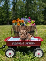 Bandit, a male Cavapoo for sale in Dickson, TN – 5 of 8