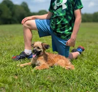 Rigby, a male Cavapoo for sale in Dickson, TN – 4 of 9