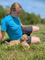 Rigby, a male Cavapoo for sale in Dickson, TN – 5 of 5
