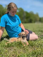 Rigby, a male Cavapoo for sale in Dickson, TN – 4 of 5