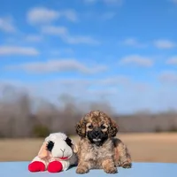 Rigby, a male Cavapoo for sale in Dickson, TN – Photo 7 of 7