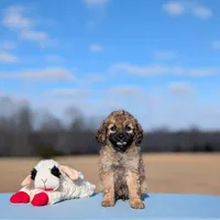 Rigby, a male Cavapoo for sale in Dickson, TN – Photo 6 of 7