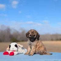 Rigby, a male Cavapoo for sale in Dickson, TN – Photo 1 of 7