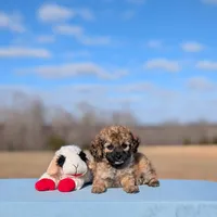Rigby, a male Cavapoo for sale in Dickson, TN – Photo 5 of 7