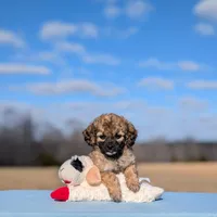 Rigby, a male Cavapoo for sale in Dickson, TN – Photo 2 of 7