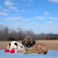 Rigby, a male Cavapoo for sale in Dickson, TN – Photo 3 of 7