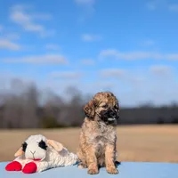 Rigby, a male Cavapoo for sale in Dickson, TN – Photo 4 of 7