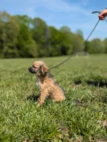 Rigby, a male Cavapoo for sale in Dickson, TN – 3 of 5