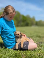 Rigby, a male Cavapoo for sale in Dickson, TN – 2 of 5