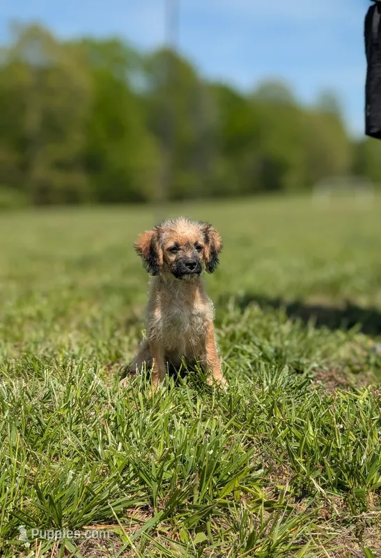 Rigby – Cavapoo puppy for sale in Dickson, TN