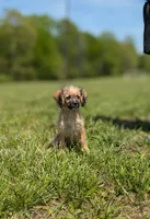 Rigby, a male Cavapoo for sale in Dickson, TN – 1 of 5