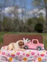 Ava, a female Cavapoo and Cavalier King Charles Spaniel for sale in Dickson, TN – Photo 5 of 10