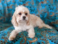 Ava, a female Cavapoo and Cavalier King Charles Spaniel for sale in Dickson, TN – Photo 8 of 10