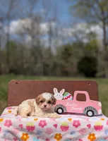 Ava, a female Cavapoo and Cavalier King Charles Spaniel for sale in Dickson, TN – Photo 2 of 10