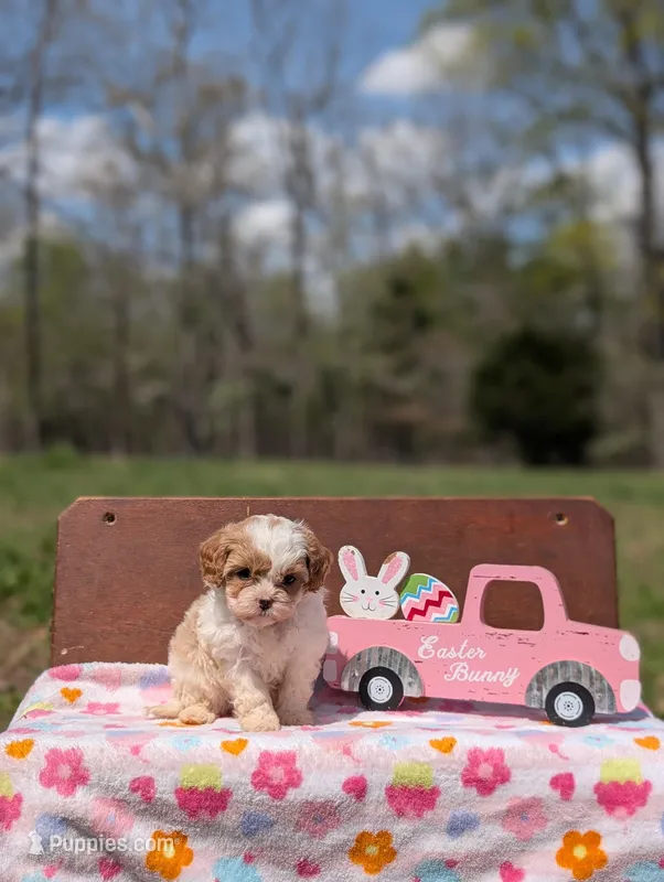 Ava – Cavapoo, Cavalier King Charles Spaniel puppy for sale in Dickson, TN