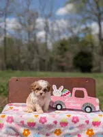 Ava, a female Cavapoo and Cavalier King Charles Spaniel for sale in Dickson, TN – Photo 1 of 10