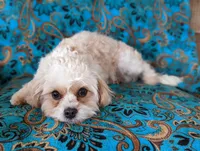 Ava, a female Cavapoo and Cavalier King Charles Spaniel for sale in Dickson, TN – Photo 7 of 10